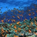 anthias_bro_l_n_h_0113_egy0549.jpg